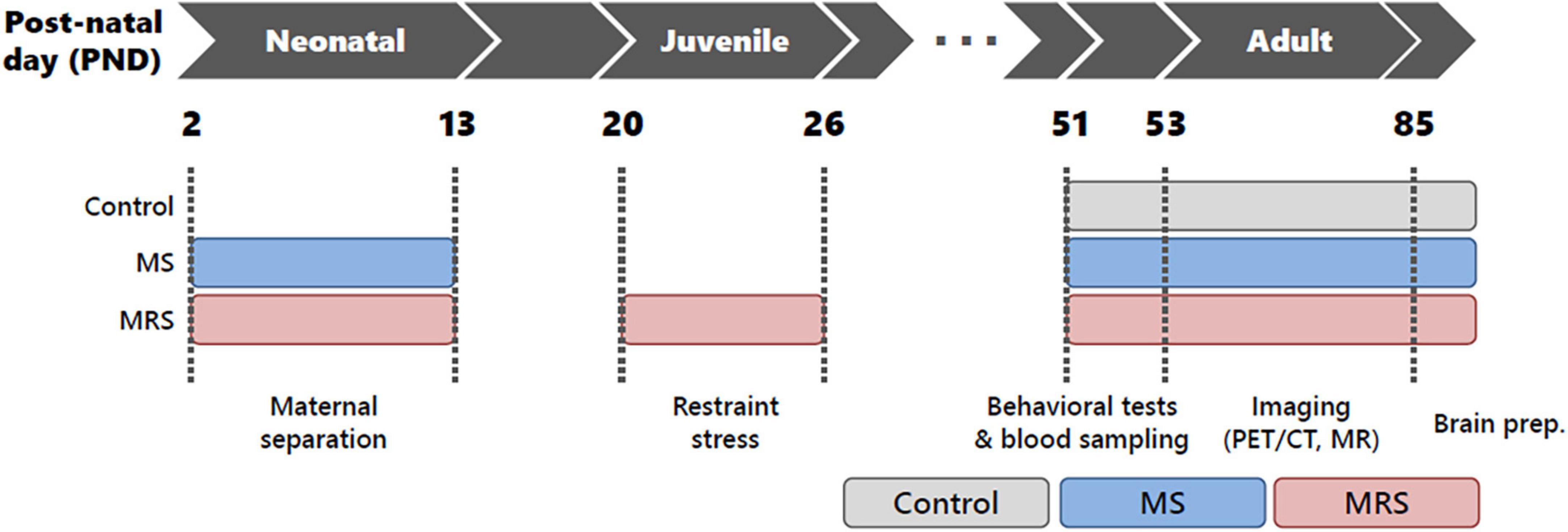 Effect of developmental stress on the in vivo neuronal circuits related to excitation–inhibition balance and mood in adulthood